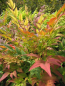 Preview: Nandina domestica Gulf Stream - Heiliger Bambus Gulf Stream